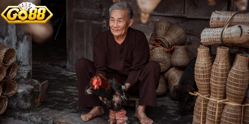 Các yếu tố để thiết lập giải đấu đá gà chọi