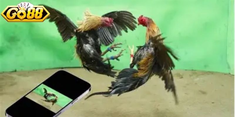 Thời gian tổ chức mỗi hiệp