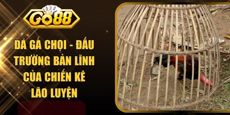 Đá Gà Chọi - Đấu Trường Bản Lĩnh Của Chiến Kê Lão Luyện