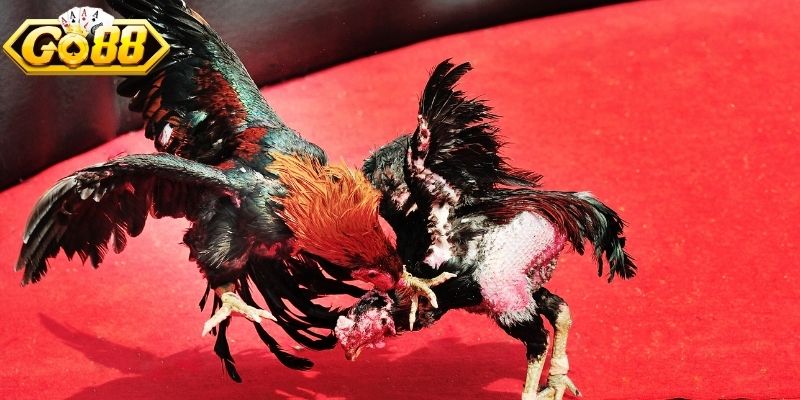Kiểu đá gà chọi bằng cựa sắt
