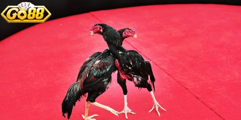 Cách đặt tiền cho đội khách Wala