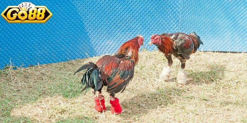 Tìm hiểu dòng gà Asil bản lĩnh cao