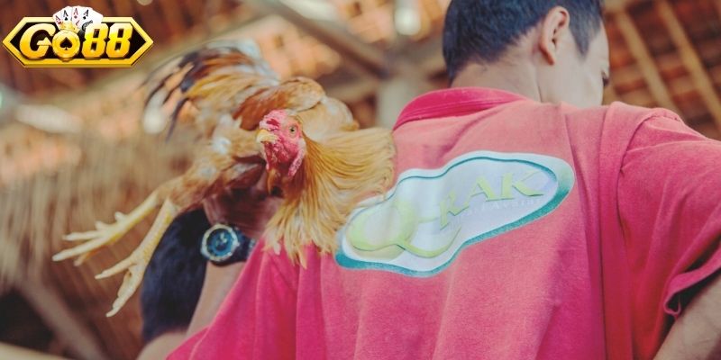 Tìm hiểu quá trình xuất hiện của đá gà Thomo hấp dẫn