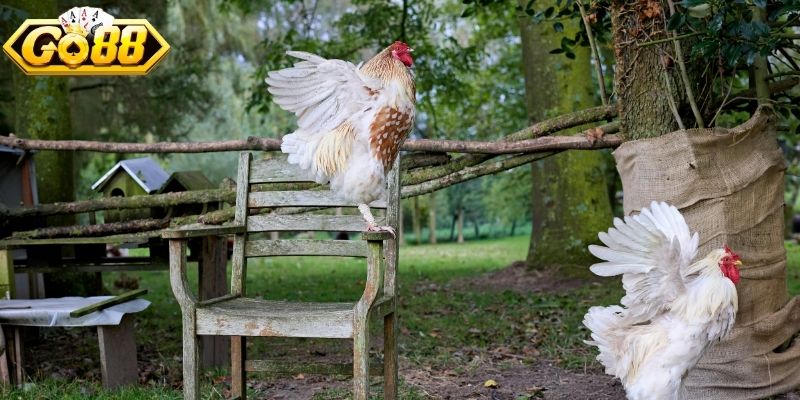 Giới thiệu về thể thức đá gà tre