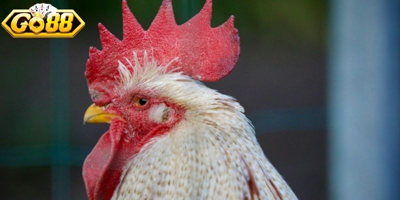 Tìm hiểu giống gà Asil binh thép