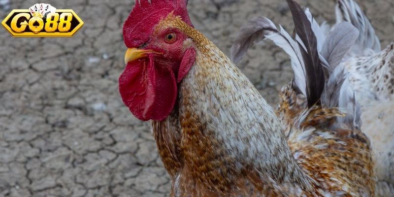 Yếu tố chọn kê thi đấu