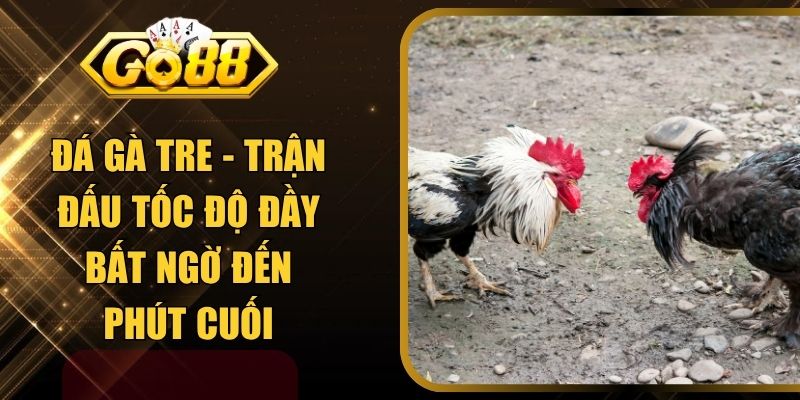 Đá Gà Tre - Trận Đấu Tốc Độ Đầy Bất Ngờ Đến Phút Cuối