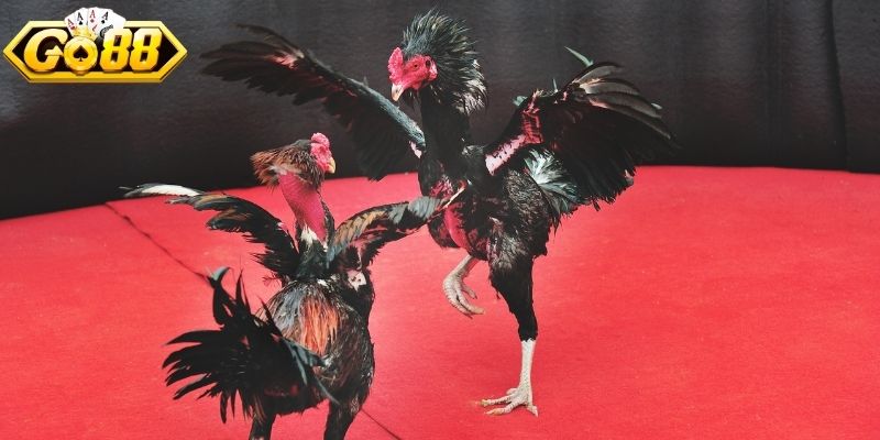 Âm thanh thi đấu cực kỳ chân thật