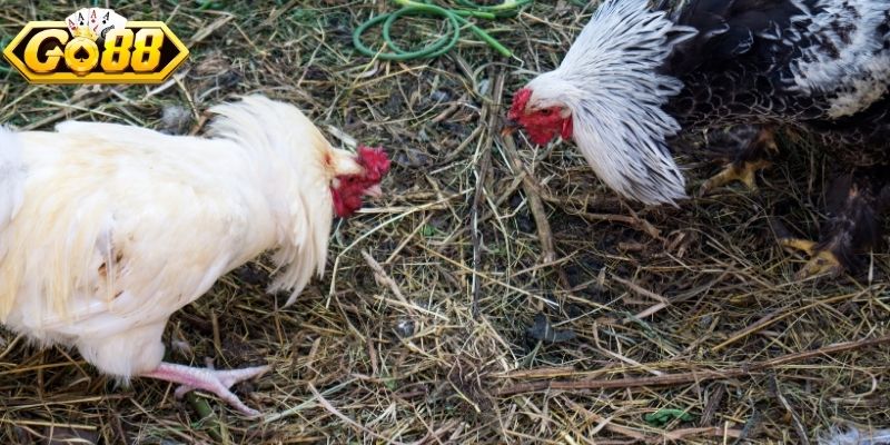 Sự khác biệt của đá gà trực tiếp