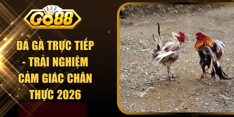 Đá Gà Trực Tiếp - Trải Nghiệm Cảm Giác Chân Thực 2026
